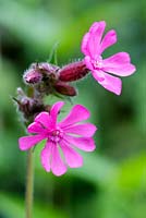 Silene dioica, known as red campion and red catchfly