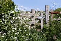 Rustic wooden farm gate surrounded with Cow Parsley, Anthriscus sylvestris