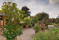 The Exotic Garden with a colourful mixture of tender perennials, shrubs and trees and Brugmansia suaveolens in large terracotta containers - October, Abbeywood Gardens, Cheshire