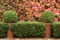 Parthenocissus tricuspidata growing on house walls with hedge and two box balls in large terracotta pots - Boston Ivy - October, Abbeywood Gardens, Cheshire