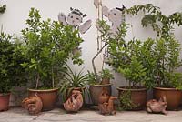 Ceramic pots with foliage plants against white painted wall - Malaysia