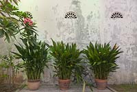 Terracotta pots with Strelitzia reginae foliage against white painted wall - Malaysia