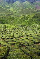Hill covered in Camellia sinensis in a Malaysian tea plantation -  Malaysia