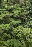 Cyathea latebrosain in the Cameron Highlands with Tetrapanax papyrifer and banana plants - Malaysia