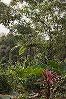 Cyathea latebrosa, Alocasia 'Calidora' and Cordyline fruticosa-  Tree Ferns, Elephant's Ears Plant - Malaysia
