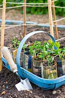 Swwet Peas, Lathyrus odoratus, 'Sweet Chariot', plants raised in newspaper pots ready to be planted out.