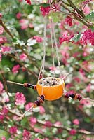 Citrus bird feeder
