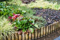 Raised bed above stream with mixed tapestry evergreen planting of Ajuga reptans 'Catlin's Giant', bugle Bergenia 'Eric Smith', Euphorbia cyparissias 'Fens Ruby', cypress spurge, Heuchera, Hebe and Carex 