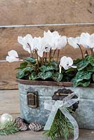 White cyclamen coum in metal container