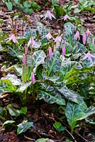 Erythronium revolutum - Mahogany Fawn Lily