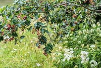 Amelanchier lamarckii - Snowy Mespilus - QEFs A Different Point of View - RHS Hampton Court Flower Show 2015, Designer: Juliet Hutt