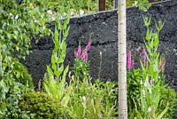 Planting of Lythrum salicaria, Betual pendula tree and Dipsacus fullonum in garden constructed from remains old coal mine Green Seam Garden, Hadlow College Facing Change at Hampton Court Flower Show 2015. Design: Stuart Charles Towner, Bethany Williams. Gold - Best In Show