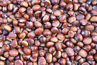 Castanea sativa - chestnuts