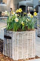 Mixed Narcissus in wicker flower basket with handles. The Garden Furniture Centre stand, RHS Flower Show Cardiff 2017