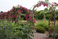 Rosa 'American Pillar' on pergola tunnel beside potager and meadow