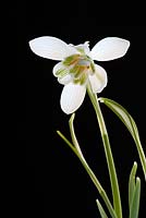 Galanthus nivalis 'Flore Pleno' - Double Snowdrop set against a darkened background