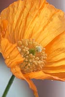 Meconopsis cambrica - Welsh Poppy. 