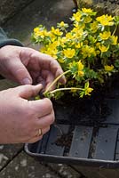 Dividing container grown Winter aconites, Eranthis hyemalis for planting in the garden.