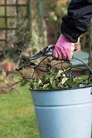 Gardener carrying secateurs and rose clippings in a bucket close up - Feburary - Oxfordshire