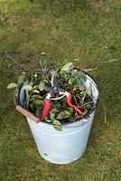 Secateurs and rose clippings on the lawn in a bucket - Feburary - Oxfordshire 