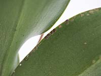 Orchid pests - Scale and mealy bug produce sticky honeydew and sicken plant