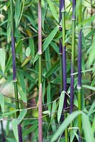 Fargesia nitida 'Jiuzhaigou', culms, bamboo