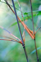 Fargesia rufa, bamboo, culm and node