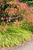 Hakonechloa macra 'Alboaurea' - golden Japanese forest grass and Euonymus hamiltonianus 'Red Chief', late summer, RHS Wisley