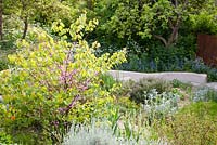 Judas tree in flower in gravel border overlooking wild naturalistic style area with cow parsley and green Alkanet
