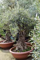 Olea tree. The Norfolk Olive Tree Company