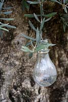 Lightbulb and Olive foliage. The Norfolk Olive Tree Company