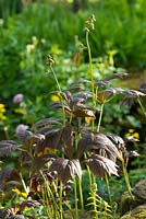Rodgersia aesculifolia in the Dingle Garden