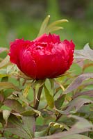 Paeonia - Tree Peony - unknown from Kelways in Langport, Somerset