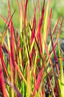 Imperata cylindrica 'Rubra' - Japanese Blood Grass