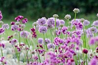 Allium 'Summer Beauty' with Origanum laevigatum 'Hopleys'