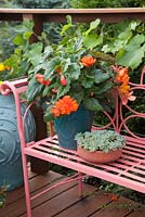 Begonia and succulent in containers on colourful painted metal bench. Patio garden. Owner: Pattie Barron