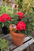 Colourful Geranium with decorative glass watering globe plant stake in terracotta container on wooden table. Patio garden. Owner: Pattie Barron, garden writer
