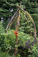 Rustic plant support made using tree branches - July, Craigieburn, Moffat, Scotland