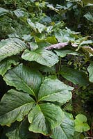 Arisaema 'Makalu' - Cobra Lilies - July, Craigieburn, Moffat, Scotland