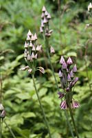Nectaroscordum siculum - July, Craigieburn, Moffat, Scotland