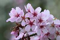Prunus sargentii - Sargent's Cherry showing rose pink flowers