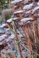 Sedum seedheads left for the birds to feed on