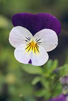 Viola cornuta 'Penny White Jump Up', June