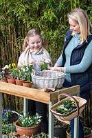 Step-by-Step Planting a January Basket. Mother and 8-year-old daughter plant a basket with Iris danfordiae, Helleborus niger, Galanthus 'Trym', winter aconites, white and yellow crocuses.