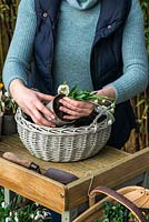 Step-by-Step Planting a January Basket. Plant Galanthus 'Trym' towards the front of the basket to allow its' delicate flowers to dangle.