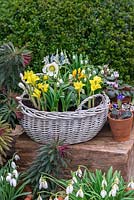Step-by-Step January Basket, planted with Iris danfordiae, Helleborus niger, Galanthus 'Trym, winter aconites, white and yellow crocuses.