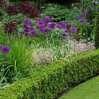 A mixed cottage garden border with Allium 'Purple Sensation', Saxifraga urbium, Cotinus, Aconitum napellus, box hedging and domed holly trees.