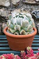 A terracotta container planted with Echeveria runyonii 'Topsy Turvy', a dense succulent with silver grey stemless rosettes.