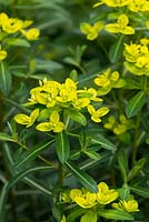 Euphorbia cornigera, spurge, a fast growing perennial flowering from May to August.
