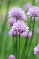 Allium schoenoprasum, chives, an ornamental onion with fine leaves that taste of onion and papery pink flowers from May